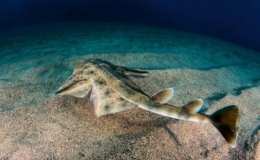 Cảnh quay c&aacute; mập thi&ecirc;n thần, lo&agrave;i hiếm bậc nhất thế giới ở xứ Wales