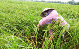 Chăm s&oacute;c l&uacute;a m&ugrave;a đ&atilde; trỗ b&ocirc;ng sau mưa