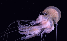 Cuộc sống về đ&ecirc;m tuyệt đẹp ở biển Địa Trung Hải