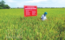 Kiến Xương: Hướng tới x&acirc;y dựng thương hiệu sản phẩm l&uacute;a gạo