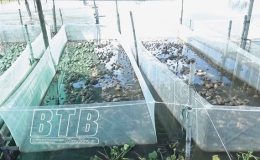 L&agrave;m gi&agrave;u từ nu&ocirc;i ếch Th&aacute;i Lan