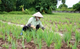 Li&ecirc;n kết sản xuất gi&uacute;p hội vi&ecirc;n ti&ecirc;u thụ sản phẩm