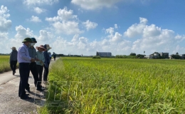 Vũ Thư: Năng suất l&uacute;a vụ m&ugrave;a năm 2021 ước đạt b&igrave;nh qu&acirc;n tr&ecirc;n 60 tạ/ha