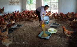 Chủ động ti&ecirc;m đ&uacute;ng, đủ vắc-xin vụ thu đ&ocirc;ng cho gia s&uacute;c, gia cầm