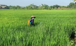 Kiến Xương tập trung chăm s&oacute;c bảo vệ l&uacute;a m&ugrave;a