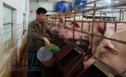 L&agrave;m gi&agrave;u từ m&ocirc; h&igrave;nh chăn nu&ocirc;i tổng hợp