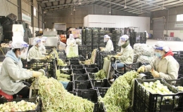 N&ocirc;ng sản Việt th&iacute;ch ứng ti&ecirc;u chuẩn xuất khẩu mới