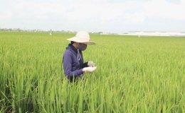 Quỳnh Phụ: Quyết t&acirc;m gi&agrave;nh vụ m&ugrave;a thắng lợi