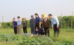 Ra mắt Tổ hợp t&aacute;c sản xuất trồng c&acirc;y rau m&agrave;u xuất khẩu