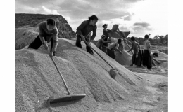 Th&aacute;i B&igrave;nh hạt gạo chia ba