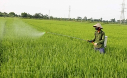 Vũ Thư: Rầy xuất hiện với mật độ 300 &ndash; 500 con tr&ecirc;n m&eacute;t vu&ocirc;ng ở một số xứ đồng