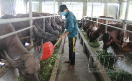 Vũ Thư: Triển khai một số nhiệm vụ trọng t&acirc;m trong sản xuất n&ocirc;ng nghiệp