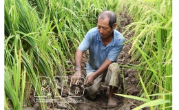 Đ&ocirc;ng Hưng: Hỗ trợ tr&ecirc;n 41 tấn giống c&aacute;c loại cho sản xuất vụ đ&ocirc;ng