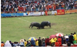 H&ocirc;m nay (23/9), bắt đầu thi đấu chọi tr&acirc;u tại Lễ hội chọi tr&acirc;u Đồ Sơn 2023