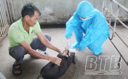 Kh&aacute;ng thể bệnh dịch tả lợn ch&acirc;u Phi tr&ecirc;n đ&agrave;n lợn được ti&ecirc;m ph&ograve;ng vắc-xin cao