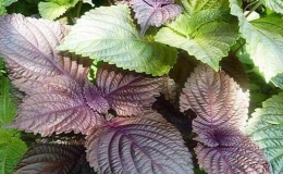 Một số m&oacute;n ngon lạ miệng được l&agrave;m từ l&aacute; t&iacute;a t&ocirc;