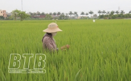 Ph&ograve;ng, trừ s&acirc;u bệnh hại l&uacute;a m&ugrave;a cuối vụ