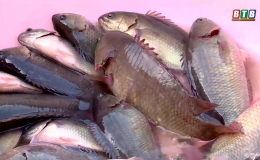 Thu tiền tỷ từ nu&ocirc;i c&aacute; r&ocirc; đồng