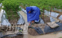 C&aacute;c địa phương trong tỉnh t&iacute;ch cực, chủ động chống &uacute;ng, bảo vệ sản xuất