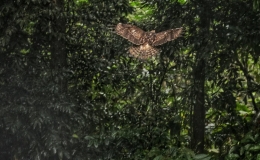 C&uacute;c Phương được vinh danh l&agrave; Vườn Quốc gia h&agrave;ng đầu ch&acirc;u &Aacute; năm 2024