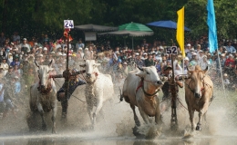 H&agrave;ng chục ngh&igrave;n kh&aacute;ch đổ về An Giang xem đua b&ograve; Bảy N&uacute;i
