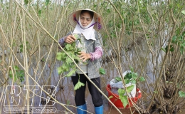 Hồng Phong: Chăm s&oacute;c, phục hồi c&acirc;y d&acirc;u sau lũ