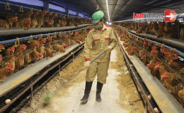 Quy định mức hỗ trợ sản xuất, chế biến, bảo quản v&agrave; ti&ecirc;u thụ nguy&ecirc;n liệu trong nước để sản xuất thức ăn chăn nu&ocirc;i từ 20/9/2024