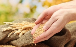 Số liệu về an ninh lương thực to&agrave;n cầu