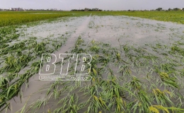 Th&aacute;i Thụy: Kh&oacute; khăn ti&ecirc;u &uacute;ng cho l&uacute;a ngập sau b&atilde;o