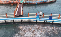 'Trang trại xanh' tr&ecirc;n biển rộng bằng 7 s&acirc;n b&oacute;ng rổ