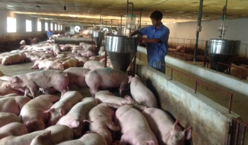 2.520 tỷ đồng dư nợ cho vay chăn nu&ocirc;i lợn