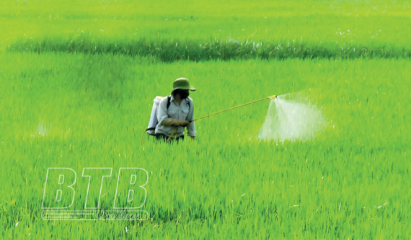 C&aacute;c địa phương tập trung chỉ đạo ph&ograve;ng, trừ s&acirc;u bệnh, bảo vệ l&uacute;a m&ugrave;a