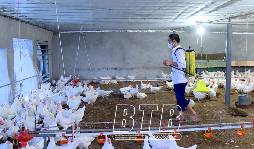 Chủ động ph&ograve;ng, chống c&uacute;m gia cầm