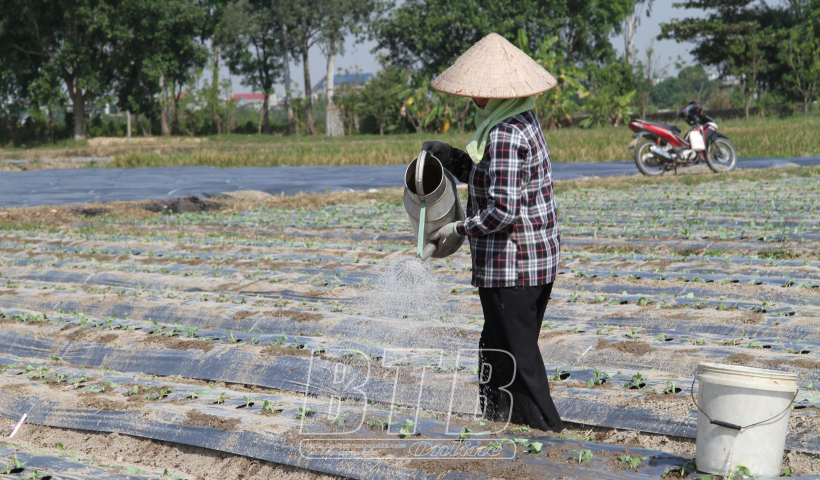 Chủ động ứng ph&oacute; với những bất lợi trong sản xuất 