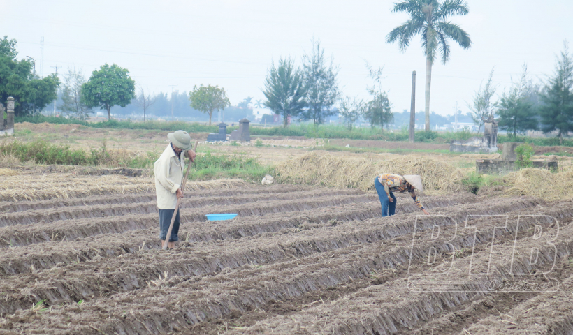 Đẩy mạnh sản xuất vụ đ&ocirc;ng
