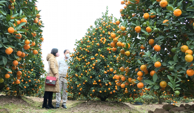 Đ&ocirc;ng H&ograve;a hứa hẹn m&ugrave;a quất bội thu