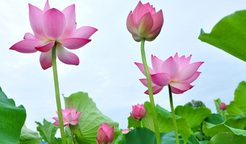 Đưa du lịch sinh th&aacute;i về n&ocirc;ng th&ocirc;n