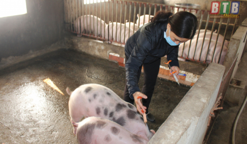 Triển khai kế hoạch ti&ecirc;m vắc - xin ph&ograve;ng bệnh cho đ&agrave;n gia s&uacute;c, gia cầm vụ Xu&acirc;n H&egrave; năm 2020