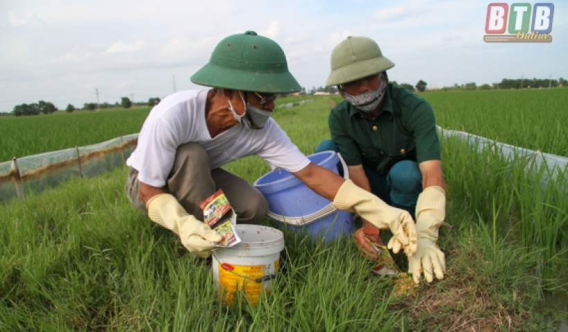 Hiệu quả của việc chủ động diệt chuột tại x&atilde; Duy Nhất (Vũ Thư)