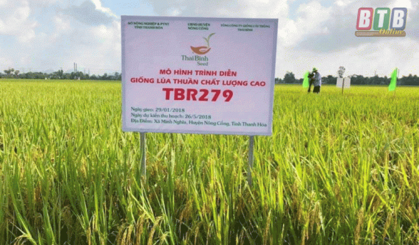 Hiệu quả giống l&uacute;a TBR279 ở Phụng C&ocirc;ng