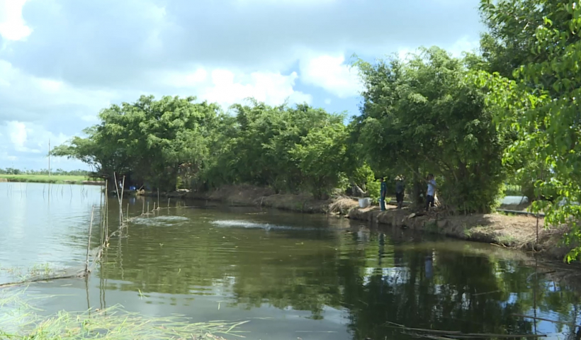 Hiệu quả m&ocirc; h&igrave;nh nu&ocirc;i c&aacute; v&agrave; trồng c&acirc;y b&agrave;ng Đ&agrave;i Loan tại huyện Vũ Thư 