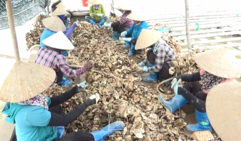 Hiệu quả từ nu&ocirc;i h&agrave;u nước lợ tại Tiền Hải 