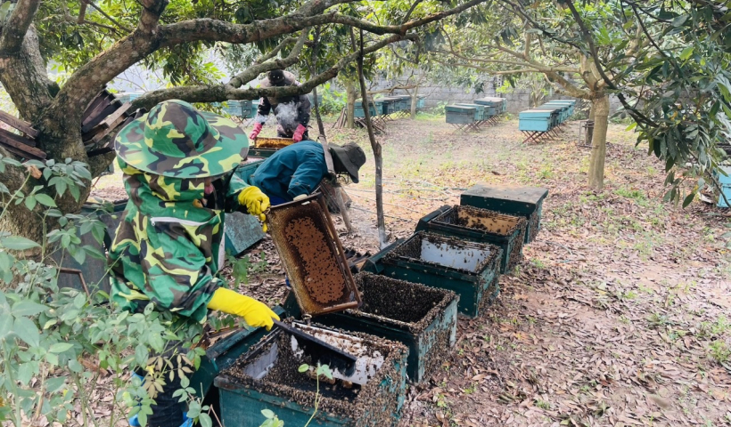 Hồng An &ndash; M&ugrave;a gom mật