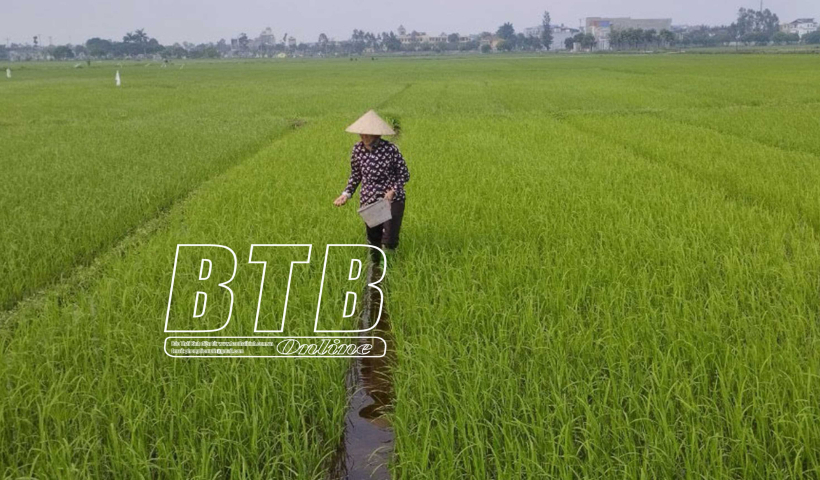 Hưng H&agrave; chăm s&oacute;c, bảo vệ l&uacute;a xu&acirc;n 