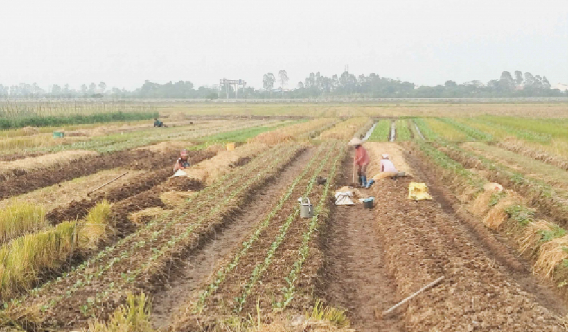 Hưng H&agrave; t&iacute;ch cực chăm s&oacute;c c&acirc;y m&agrave;u vụ đ&ocirc;ng