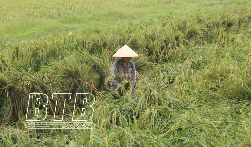 Hướng dẫn c&aacute;c địa phương thủ tục đề nghị hỗ trợ c&acirc;y trồng bị thiệt hại do b&atilde;o số 3