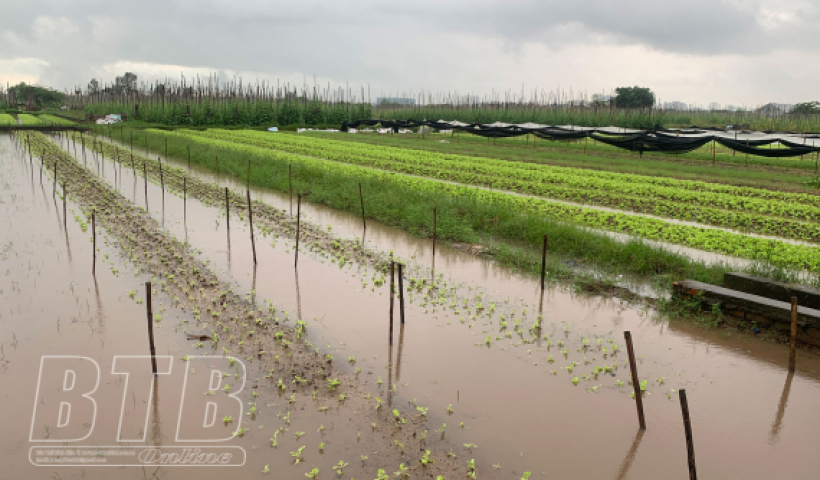Khắc phục ảnh hưởng của mưa lớn tới l&uacute;a, rau m&agrave;u