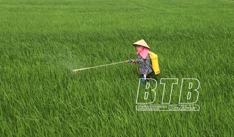 Kh&ocirc;ng để thiệt hại năng suất l&uacute;a do s&acirc;u cuốn l&aacute; nhỏ g&acirc;y ra