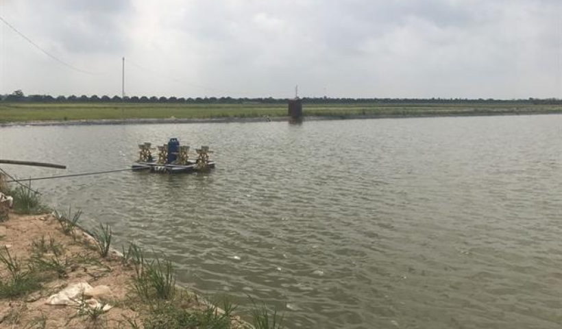 Kiến Xương: Phấn đấu đến năm 2025 chuyển đổi được 344ha đất trồng l&uacute;a hiệu quả thấp sang nu&ocirc;i thuỷ sản trong ao b&aacute;n nổi 