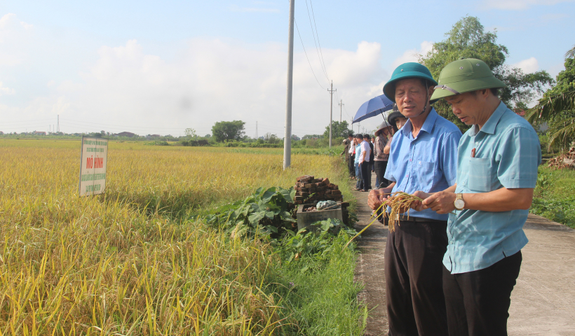 Lần đầu ti&ecirc;n Th&aacute;i B&igrave;nh c&oacute; sản phẩm l&uacute;a được cấp chứng nhận hữu cơ
